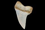 Fossil Shark (Carcharodon planus) Tooth - Sharktooth Hill, CA #94678-1